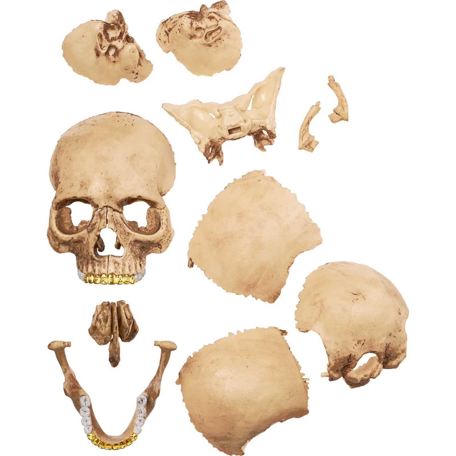 4D Model Human Skull